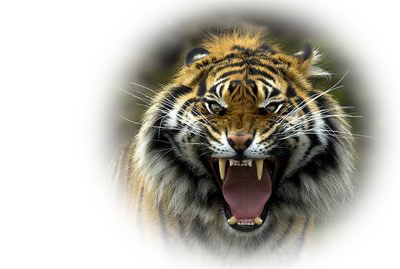 specjalne promocje w zatuszuj.pl